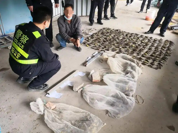 兰州配资平台 17人猎杀买卖1938只“极危动物”禾花雀获刑：仅5元一只收购，催肥后20多元卖出